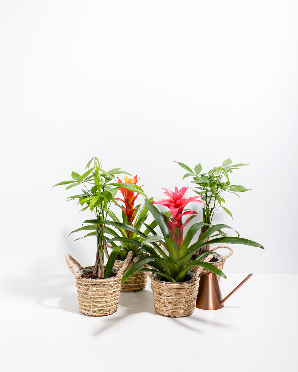 Lucky Pet Friendly Collection with Money Trees and Guzmania Bromeliads displayed in woven seagrass basket planters with copper watering can accent