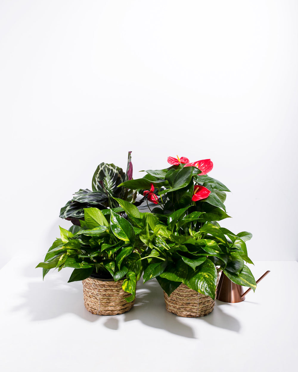 Tropical VIBE Plant Collection in natural woven seagrass baskets with copper watering can included, styling red Anthurium and variegated tropical vining plant for complete tropical aesthetic gifting.
