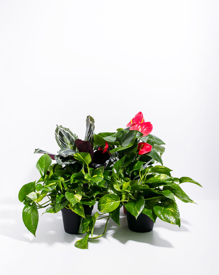 Tropical VIBE Plant Collection