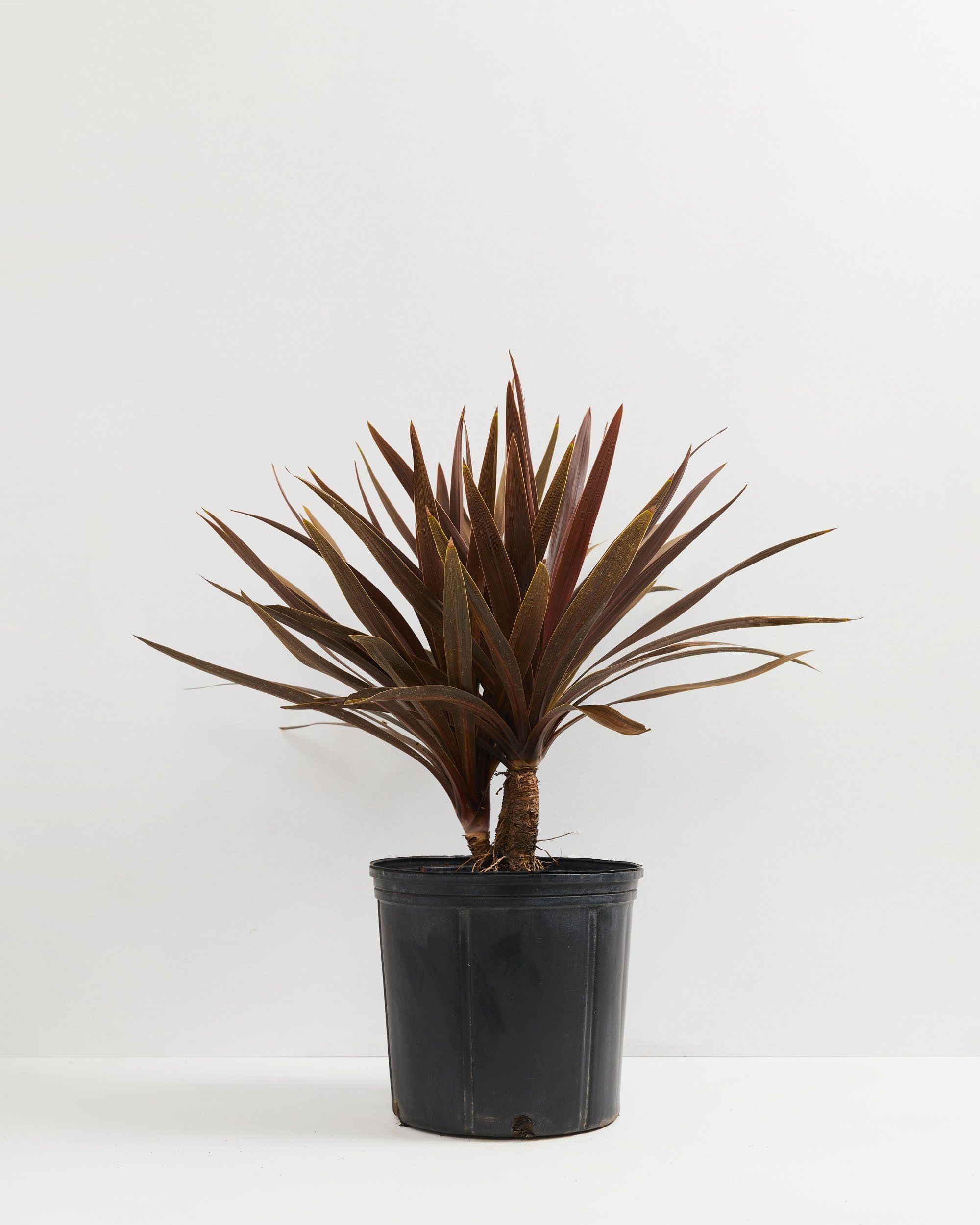 cordyline house plant Cordyline Australis | Red Sensations