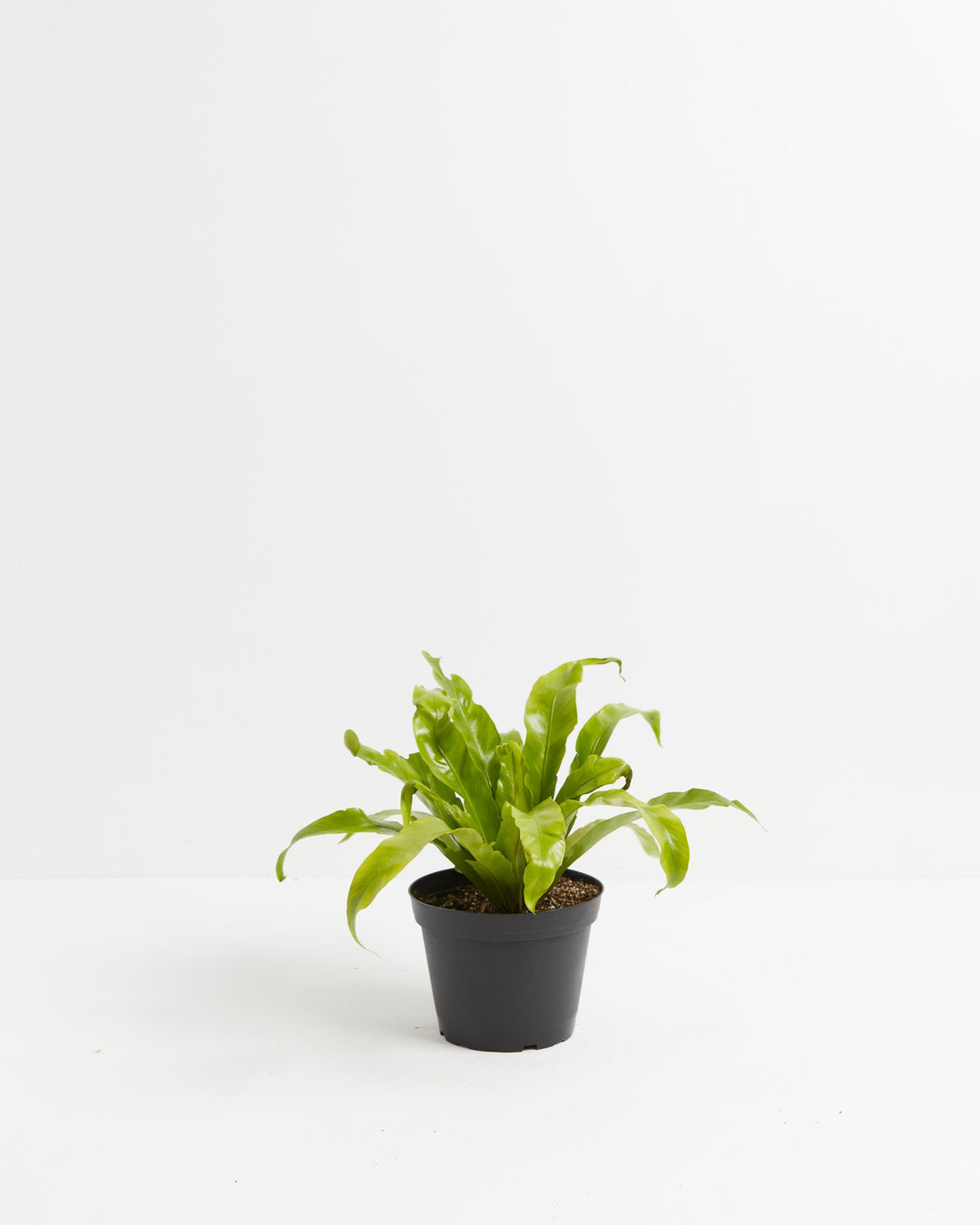 birds nest fern root ball Bird's Nest Fern For Sale, Including Care Guide