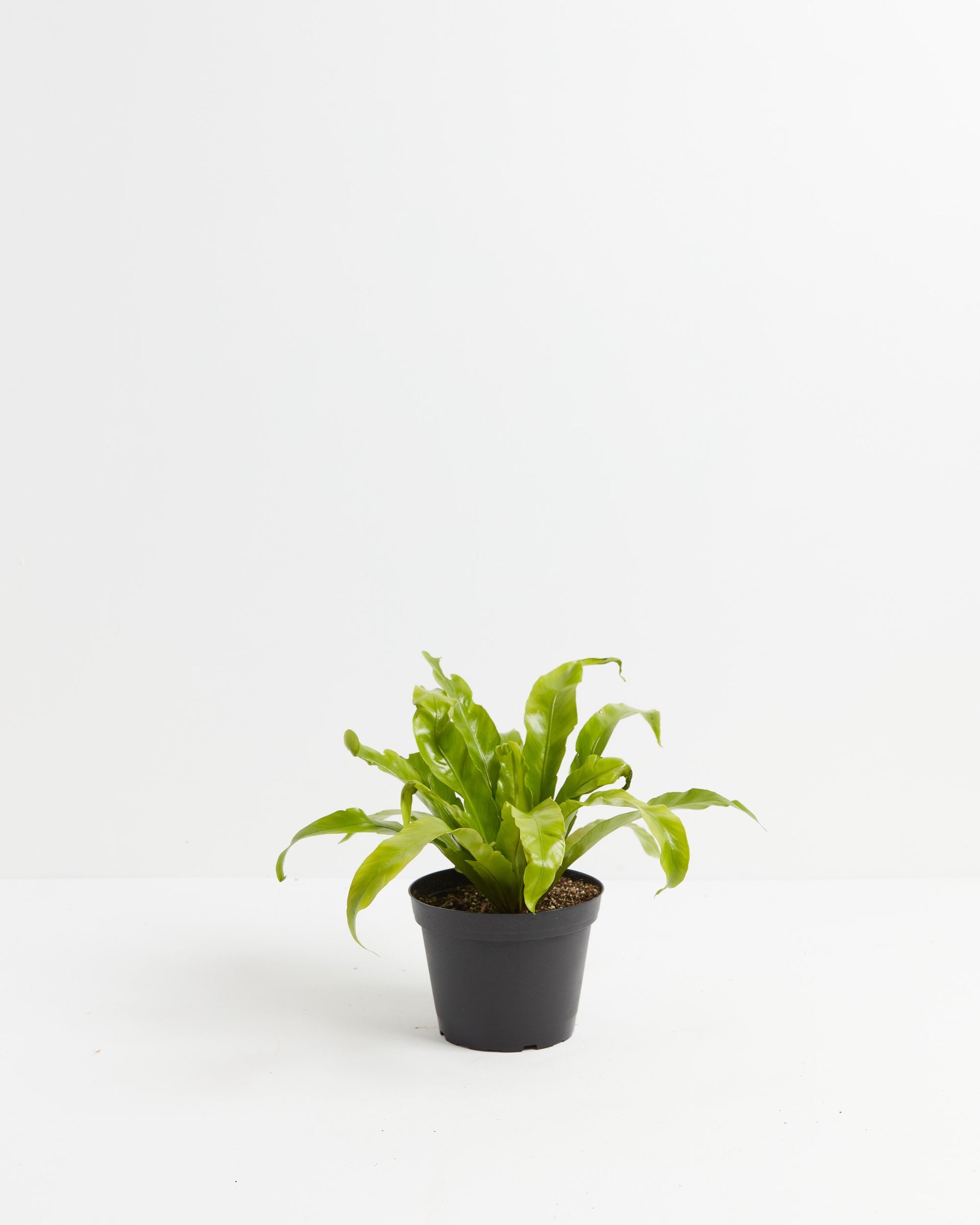 bird-nest fern Bird's Nest Fern For Sale, Including Care Guide