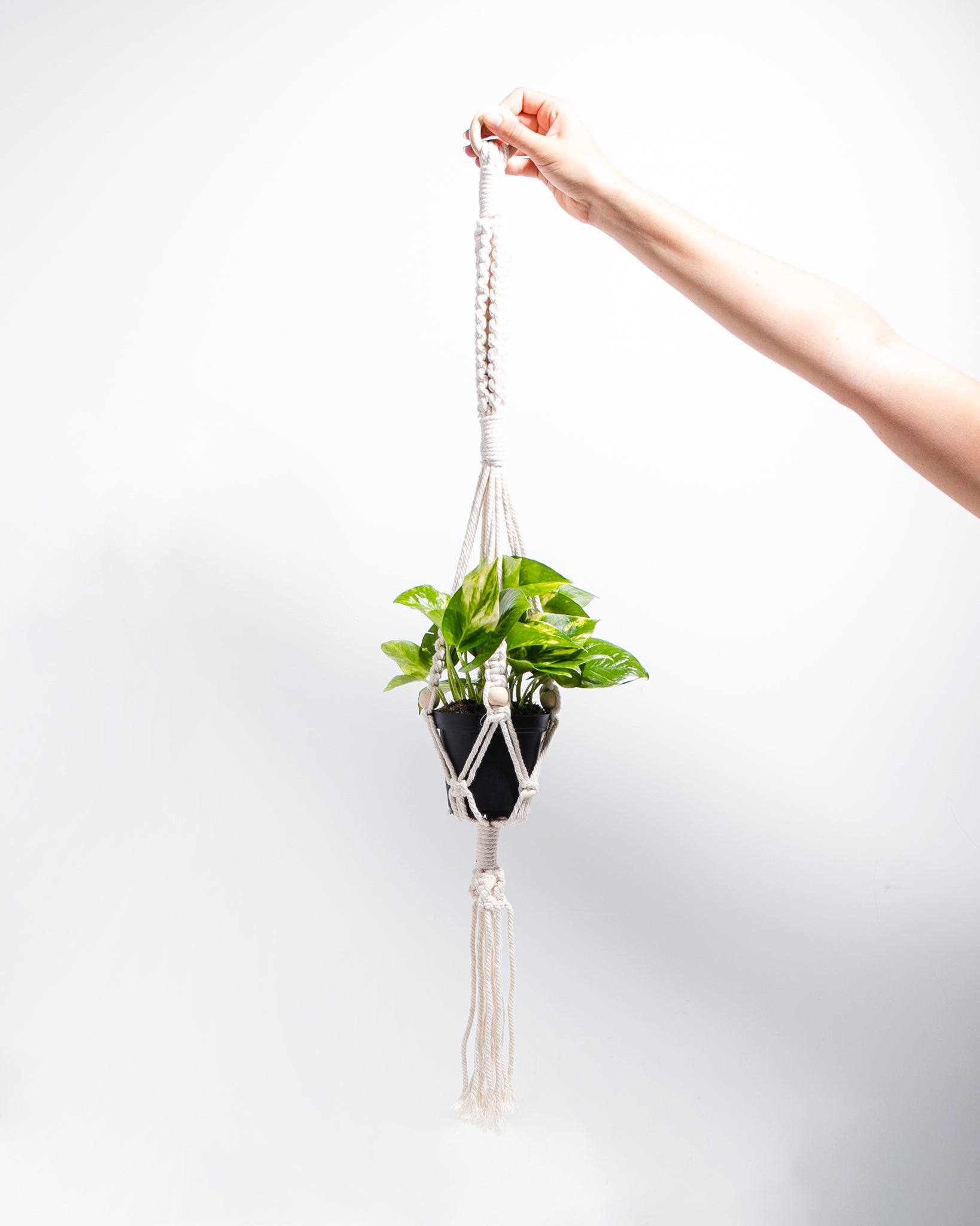 hanging plant kit Hanging Plant Kit
