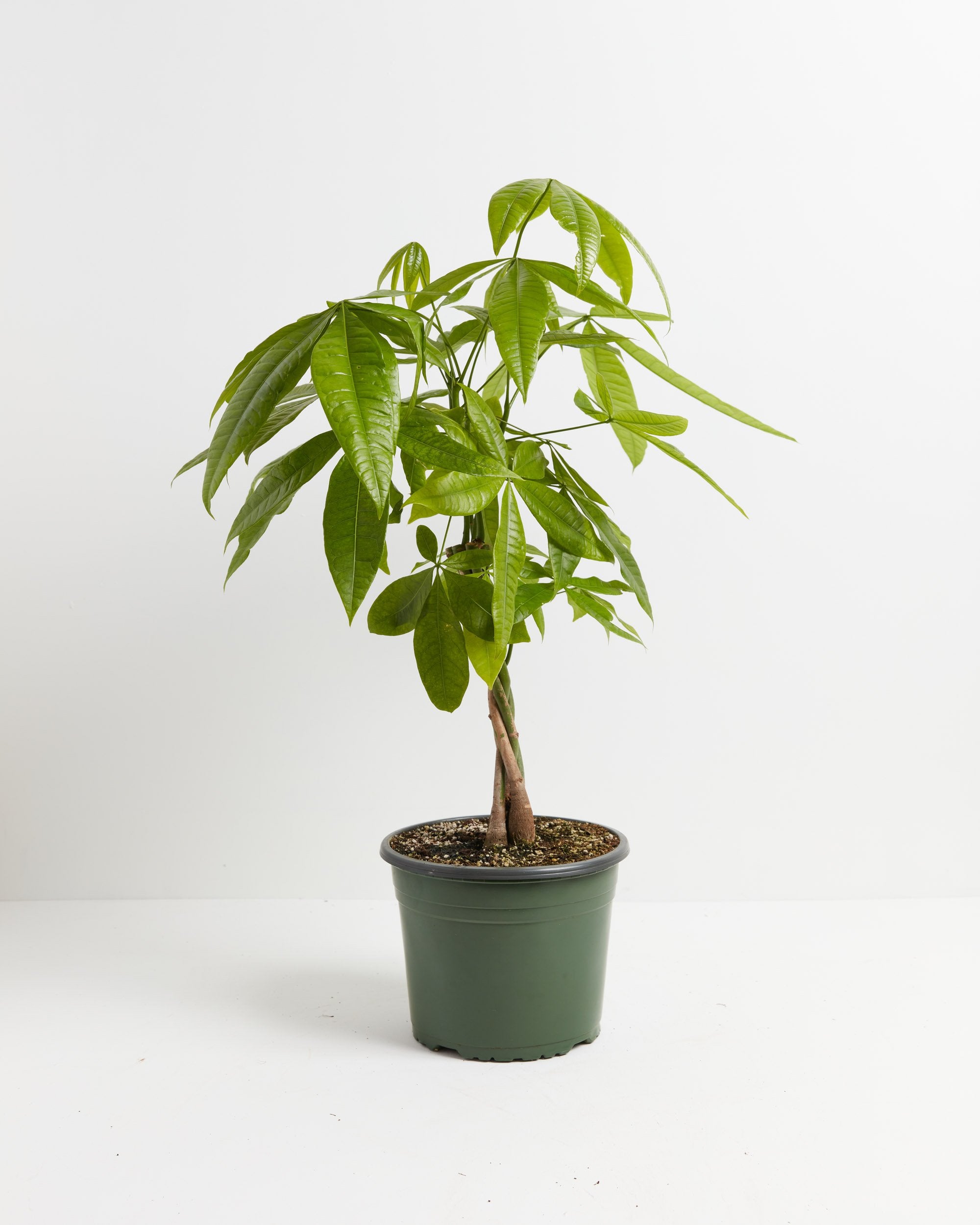 Mini Large Extra Large Large Money Tree For Sale _ Pachira aquatica – HPCNOB