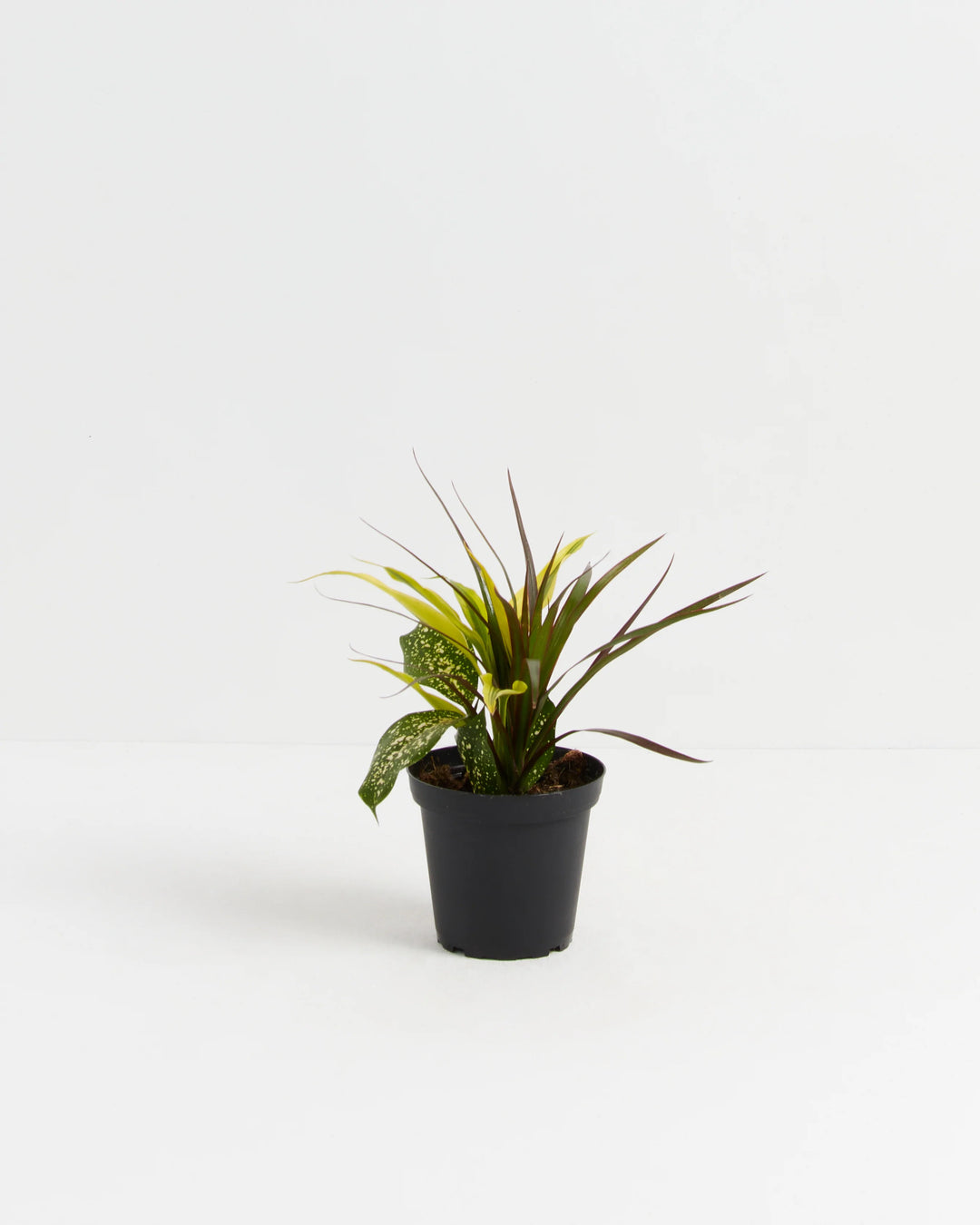 red dragon plant indoor Shop Majestic Dragon Plant