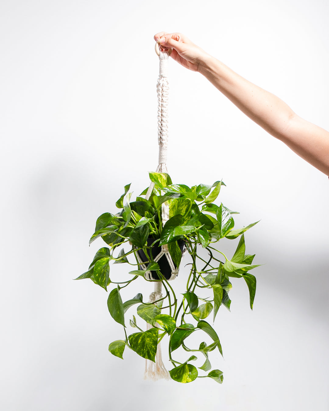 hanging plant rooters Hanging Plant Kit | Live Plants For Sale