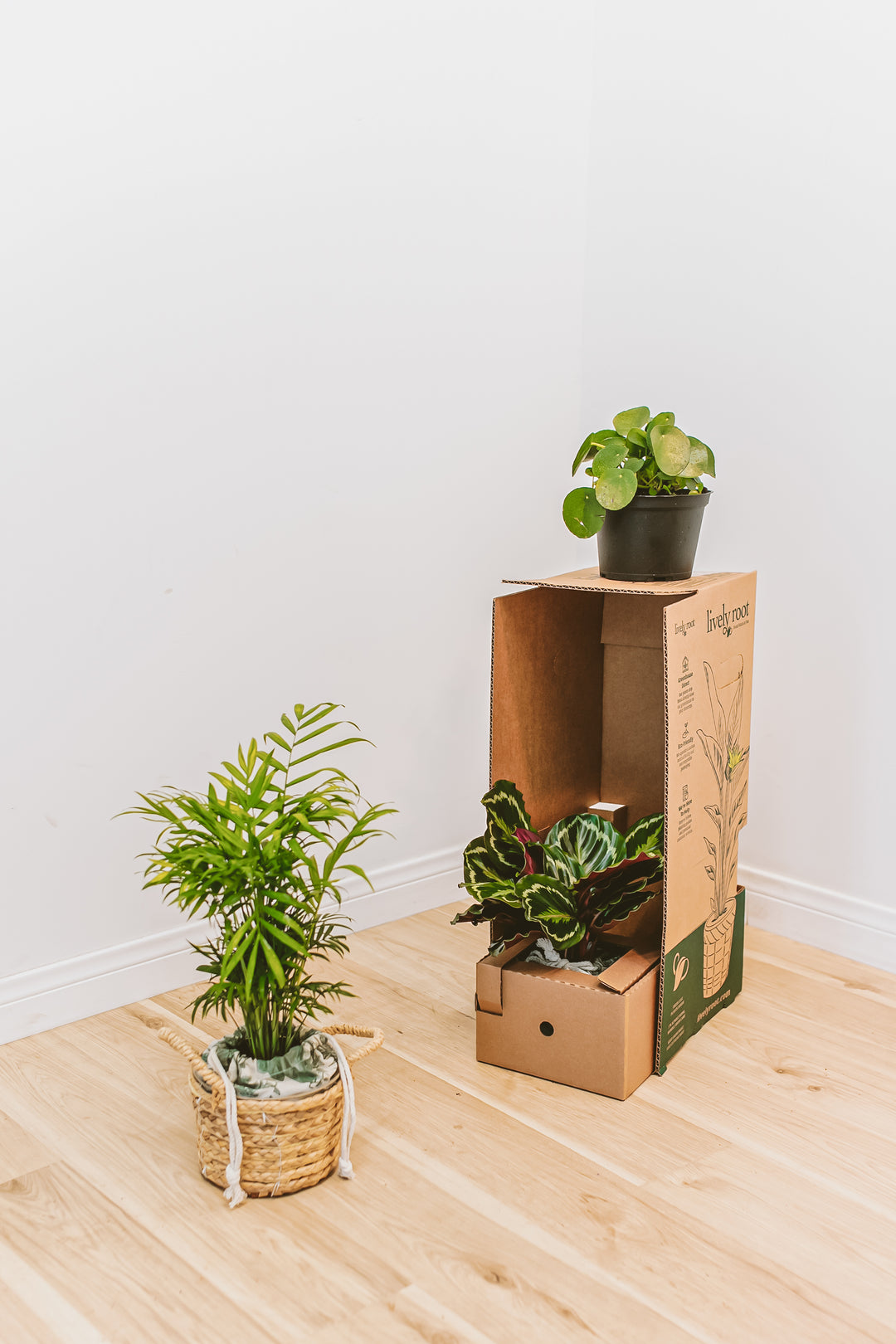 Pet Friendly Plant Subscription