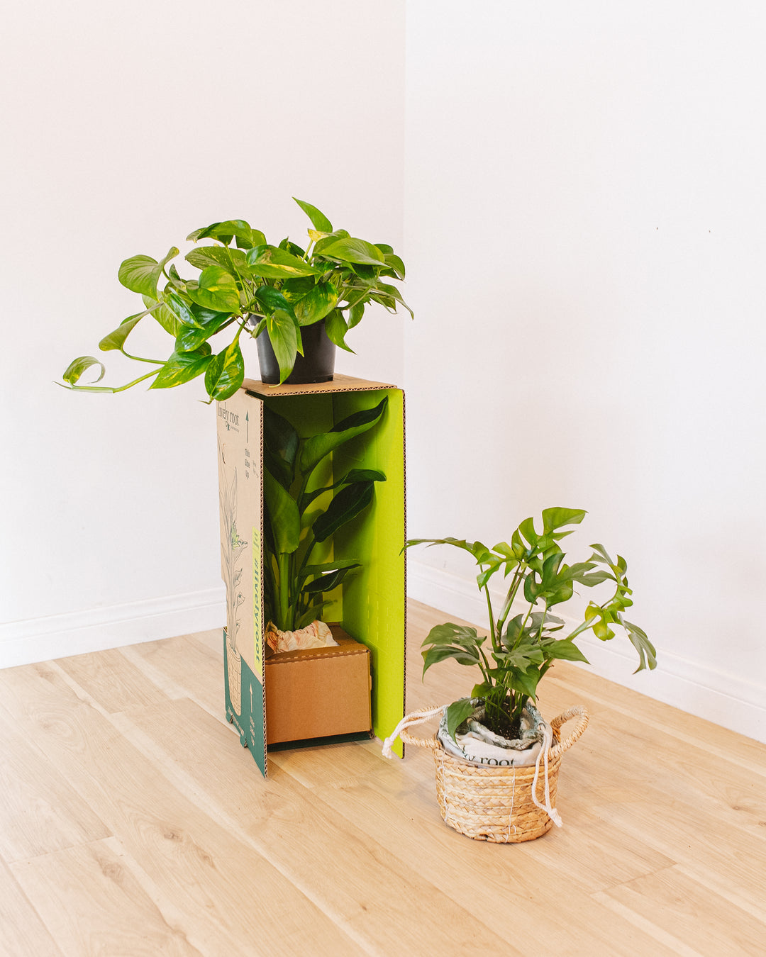 easy care large indoor plants The Best Easy Care Plant Subscription