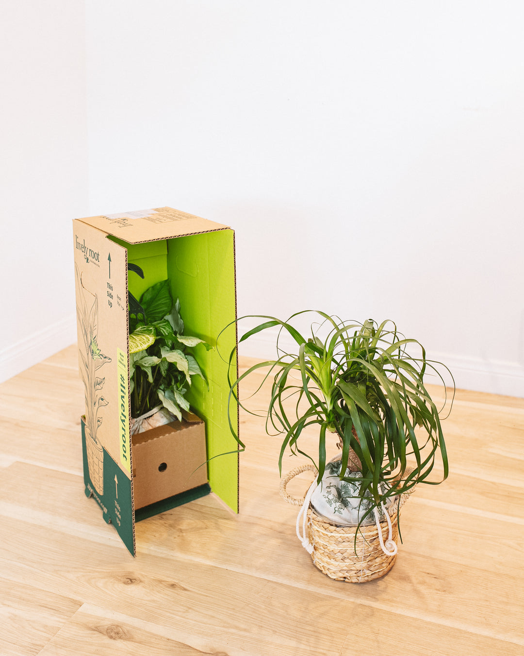 house plants next day delivery The Best Unique & Special Plant Subscription