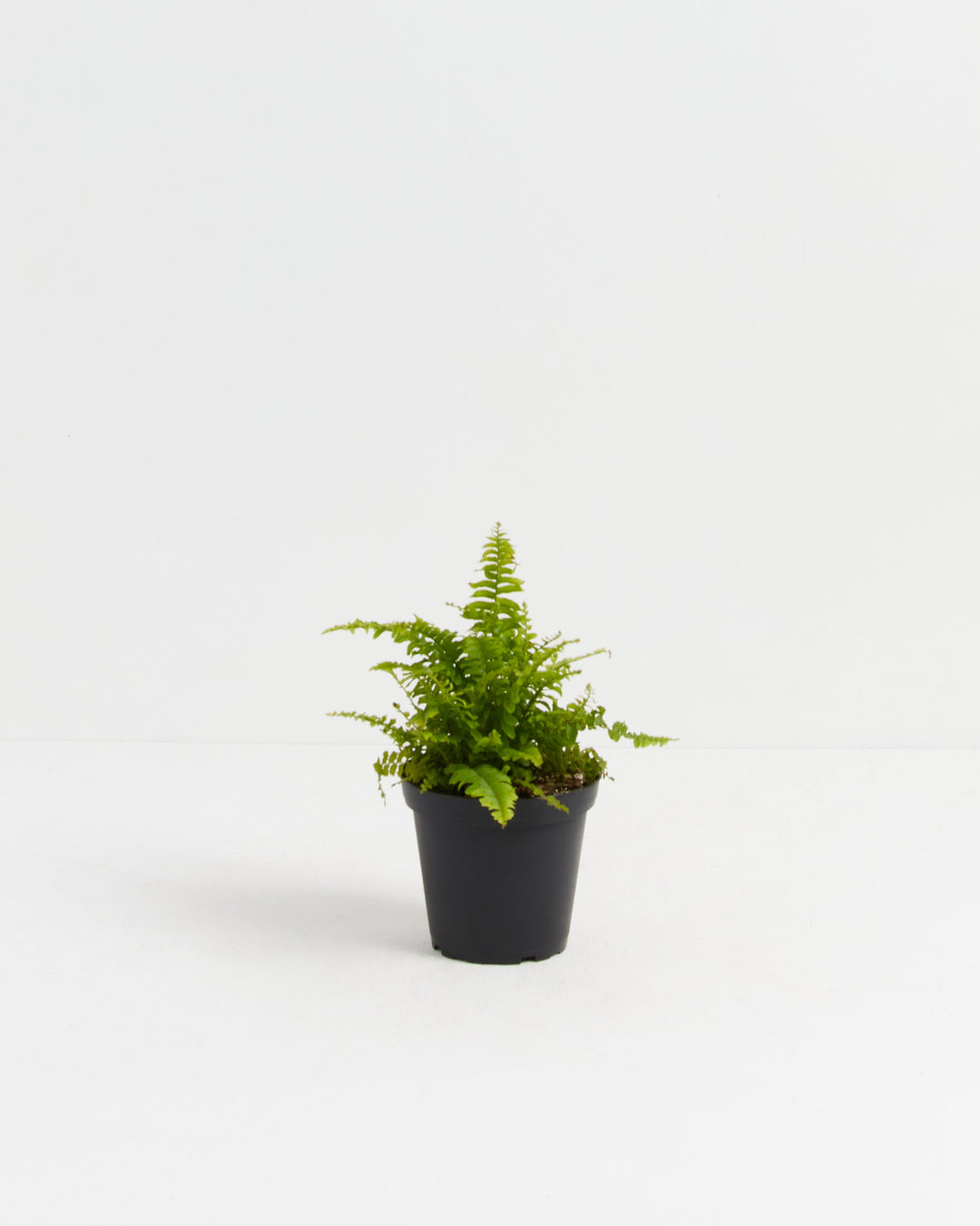 boston fern house plant Boston Fern Plant | Ferns for Sale