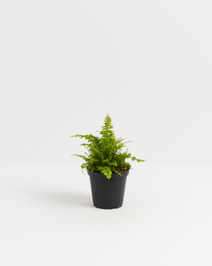 boston fern indoor plant Boston Fern Plant | Ferns for Sale
