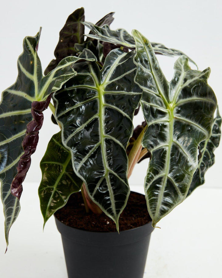 Alocasia Polly, Lively Root, Plant, , , , 