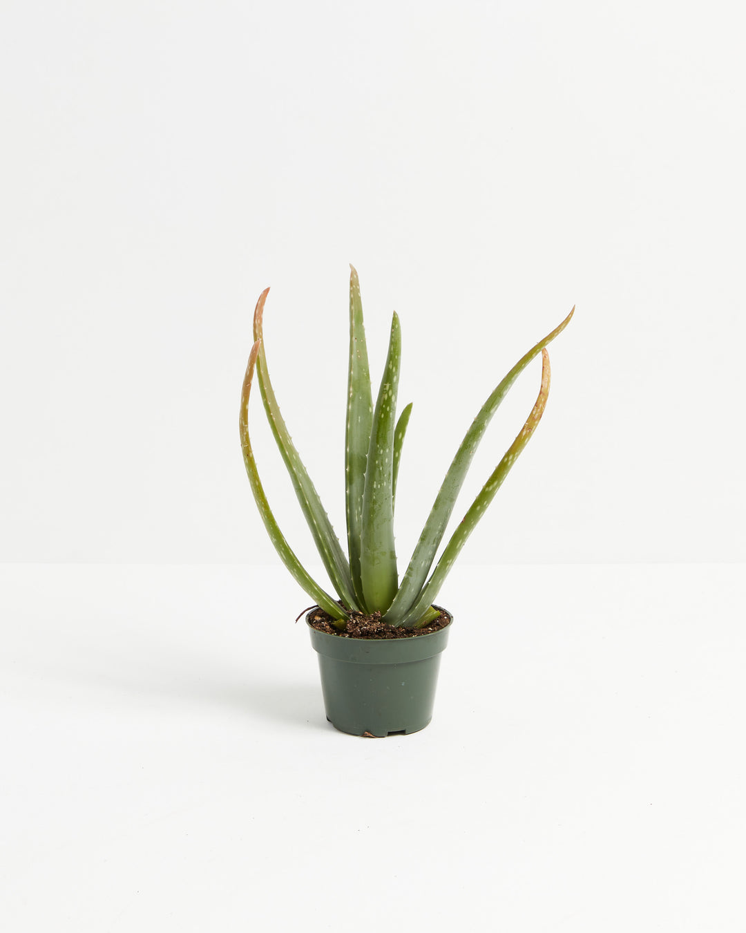 show me a aloe vera plant Aloe Vera Plant For Sale, Full Care Guide & Plant Insights