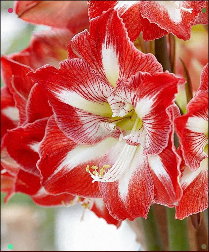 Minerva Red & White Star Premium Amaryllis Bulbs, Lively Root, Bulb, Size, 28/30, Quantity, 3 Bulbs