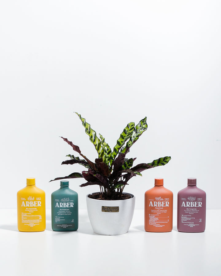 Arber Collection Kit