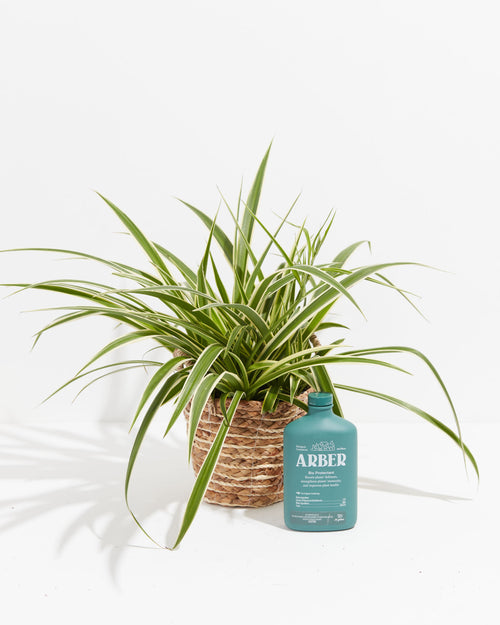 Creating Humidity for Indoor Plants: A How-To Guide - Dossier Blog