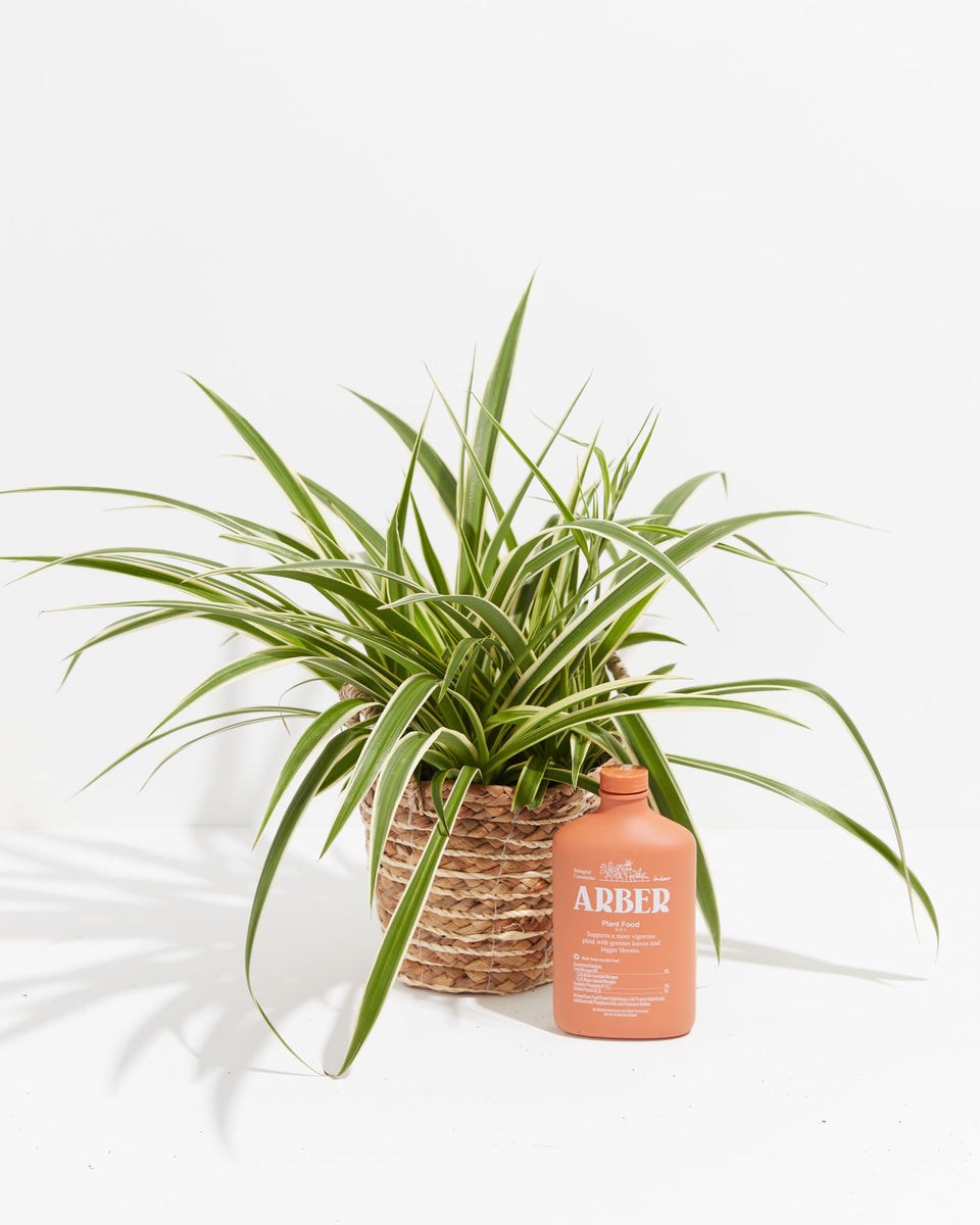 Arber Organic Plant Food (Your New Favorite Fertilizer)