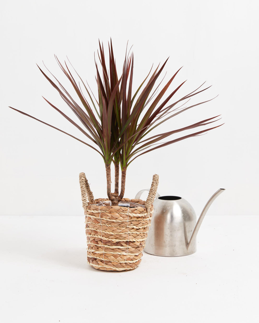 dracaena magenta cane Magenta Cane Dragon Tree (Dracaena)