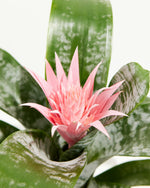 Pink Aechmea Bromeliad Featured Image