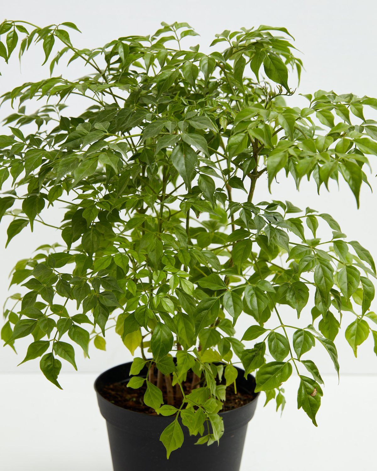 China Doll Tree House Plant