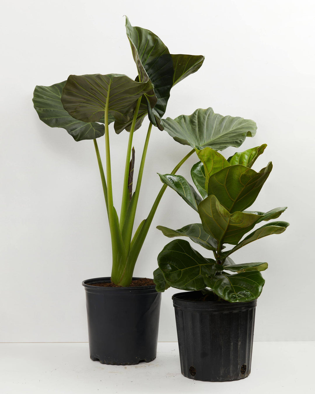 Impressive Spaces Collection, Lively Root, Plant, Size, Extra Large, , 