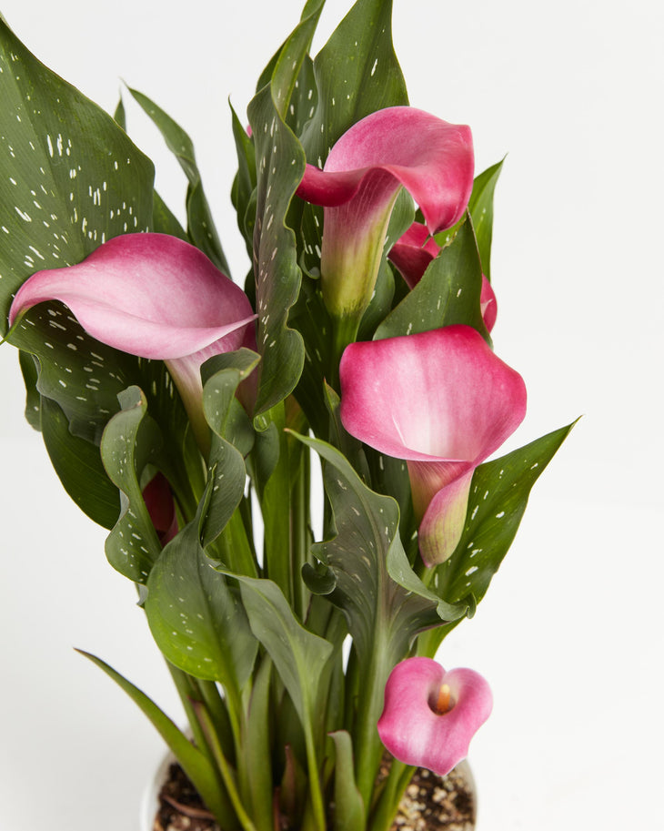 Be My First Love Calla Lily, Lively Root, Plant, , , , 