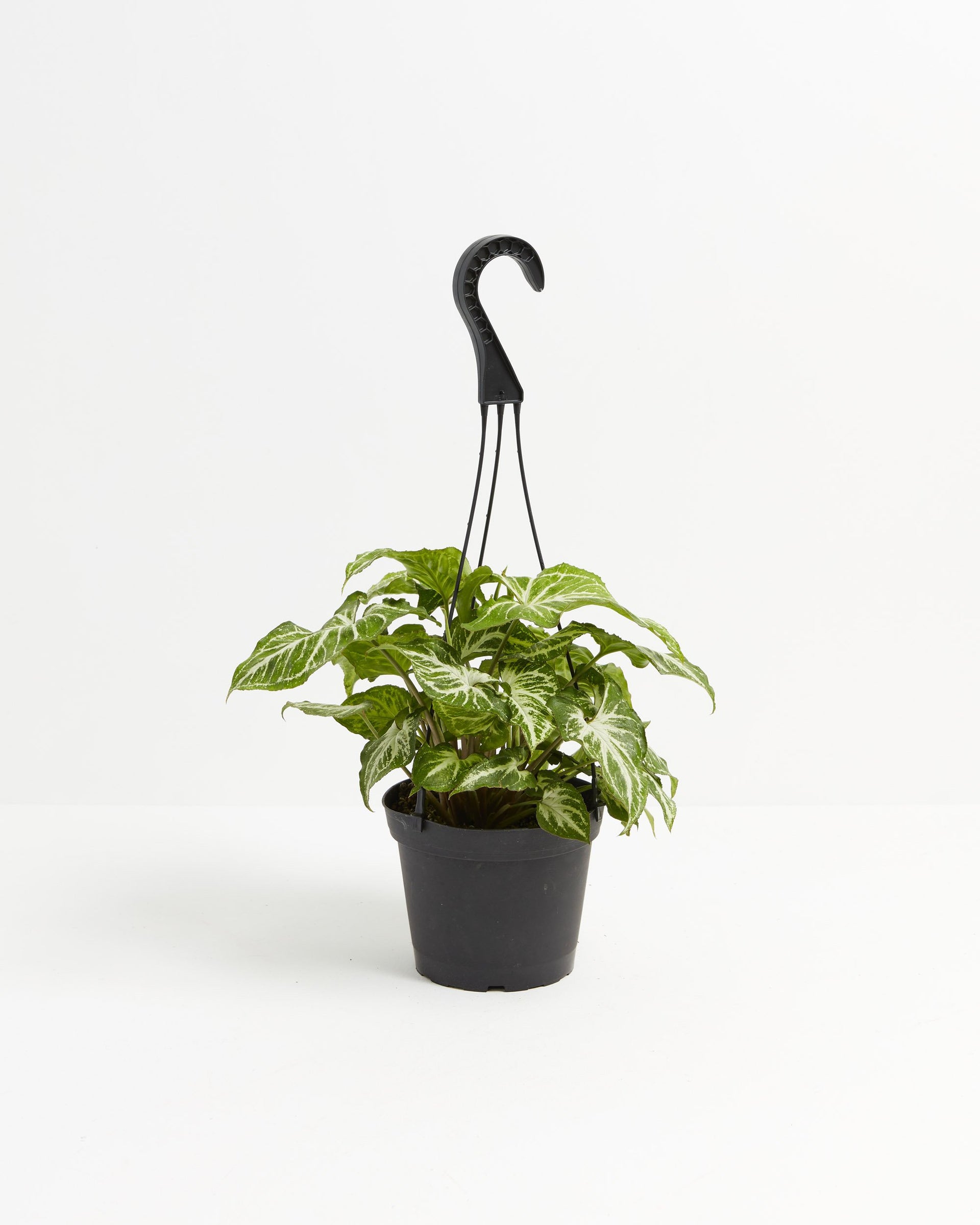 butterfly house plant sale Buy White Butterfly Syngonium: A Touch of Elegance Indoors