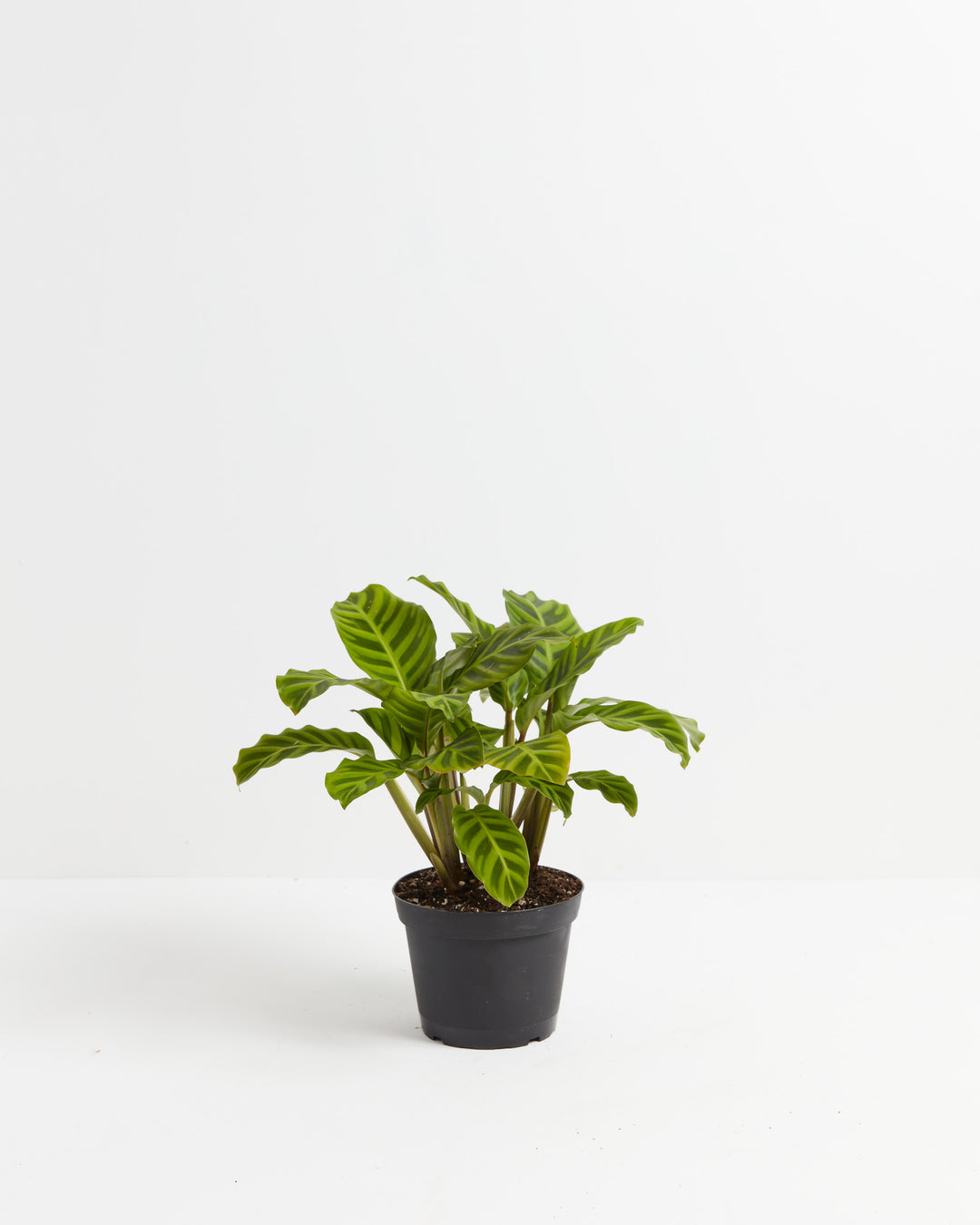 zebra prayer plant Calathea Zebrina