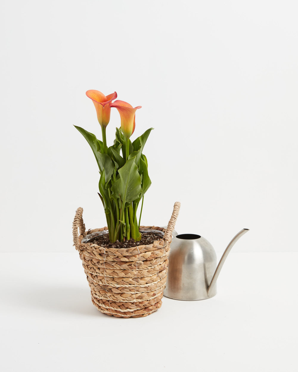 Be My Main Squeeze Calla Lily, Lively Root, Plant, , , , 