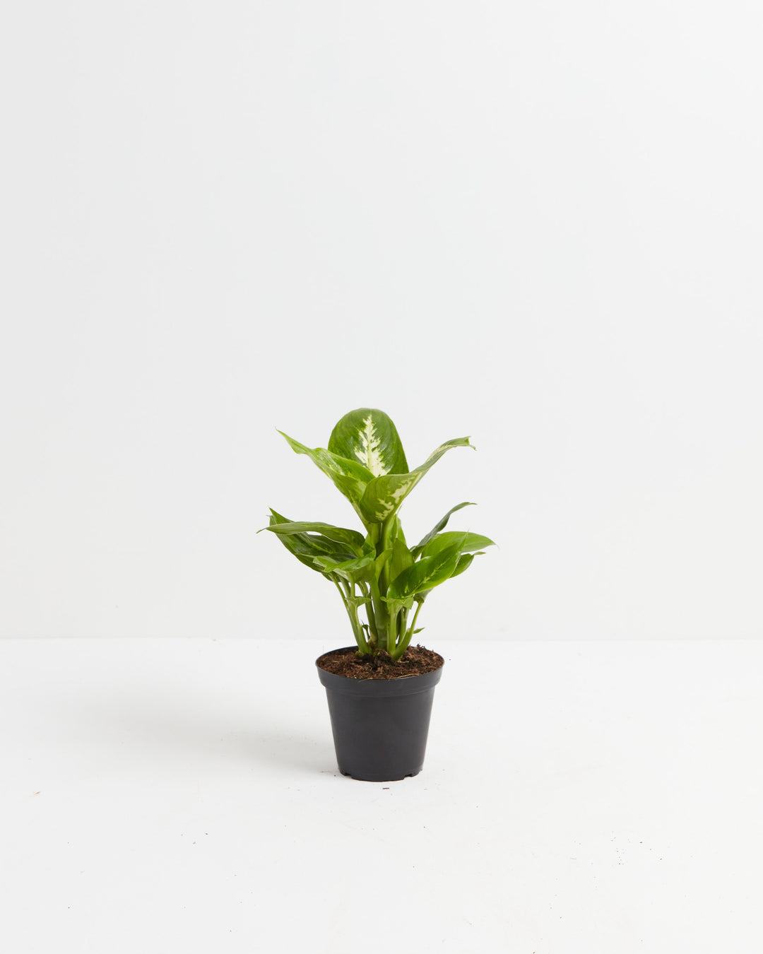 dieffenbachia carina Dieffenbachia Carina | Indoor Plants