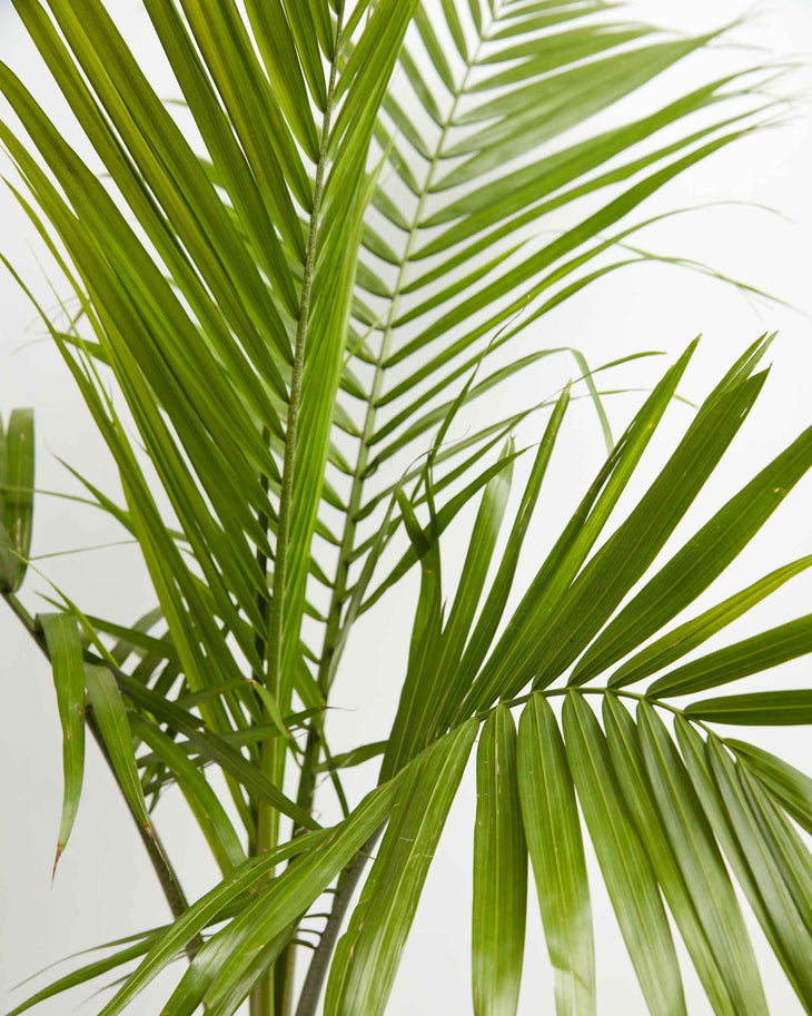 Cat Palm, Lively Root, Plant, , , , 