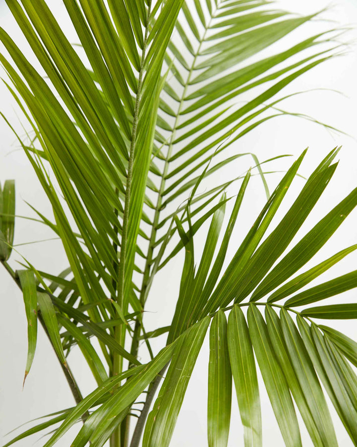 palm cat Cat Palm | Palm Trees for Sale