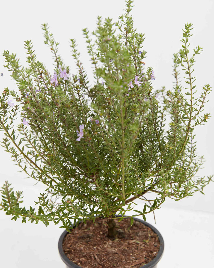 Westringia 'Blue Gem' Coastal Rosemary, Lively Root, Plant, , , , 