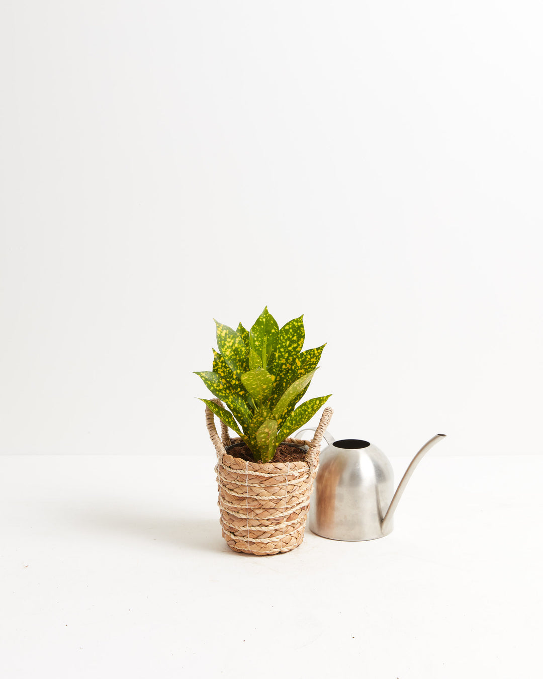 gold dust croton plant indoor care Buy Gold Dust Croton: A Dazzling Addition to Your Collection