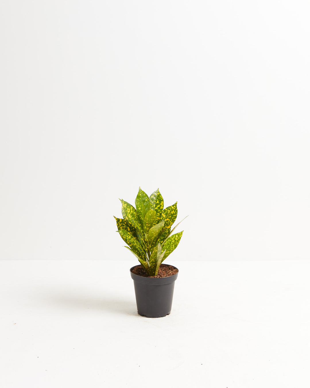 house plant shop croton 'gold dust Buy Gold Dust Croton: A Dazzling Addition to Your Collection