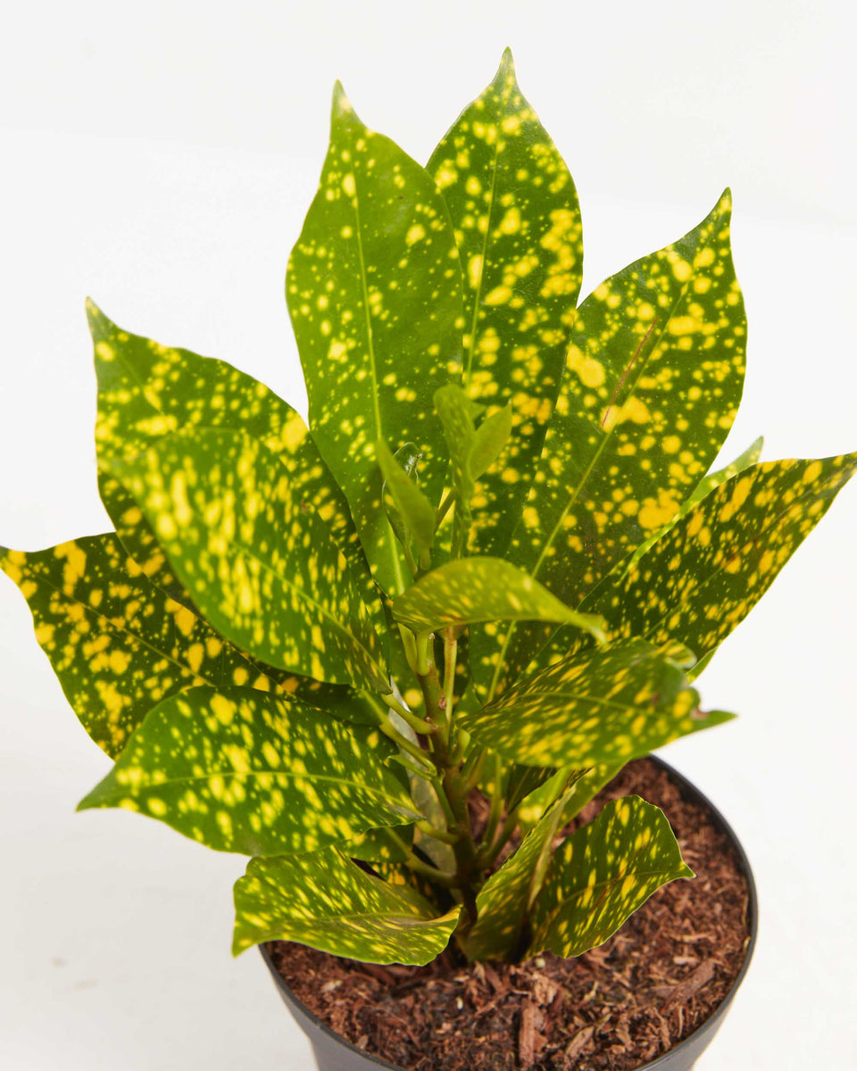 Gold Dust Croton Plant Featured Image