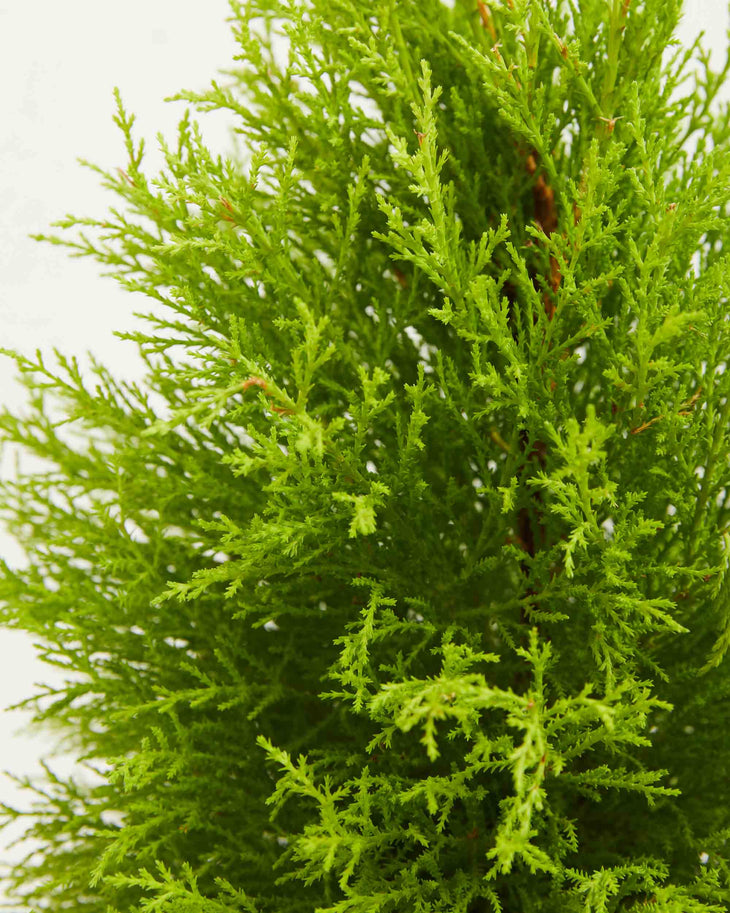 Lemon Cypress Christmas Tree, Lively Root, Plant, , , , 