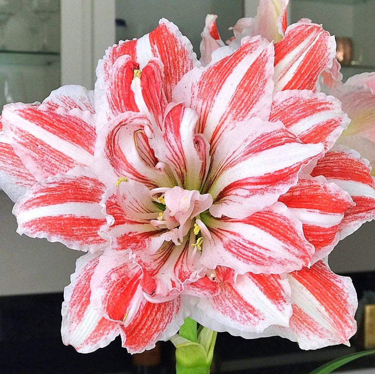 Double Flowering Dancing Queen Premium Amaryllis Bulbs, Lively Root, Bulb, Size, 28/30, Quantity, 3 Bulbs