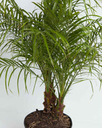 Pygmy Date Palm Tree Featured Image
