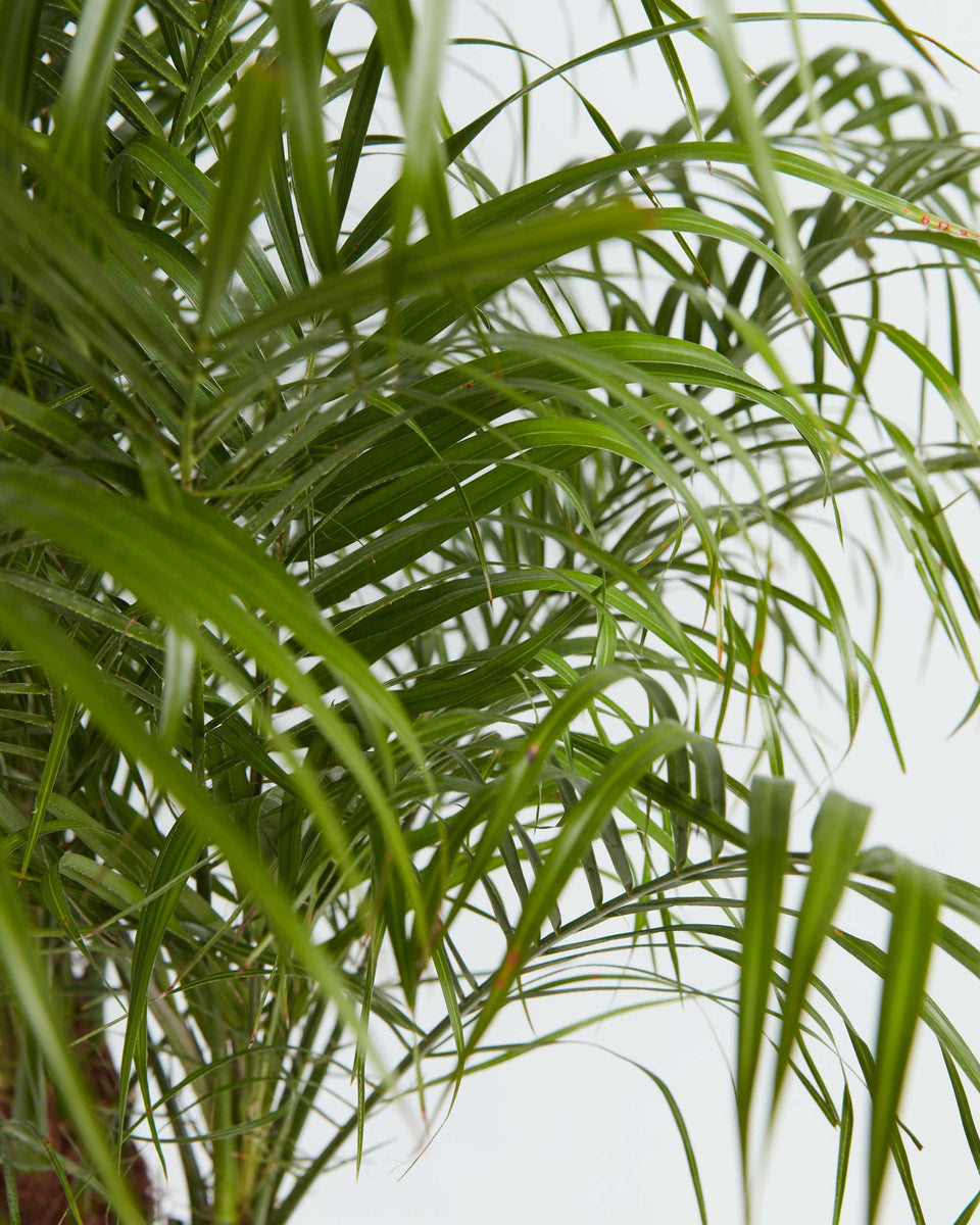 Pygmy Date Palm Tree Featured Image