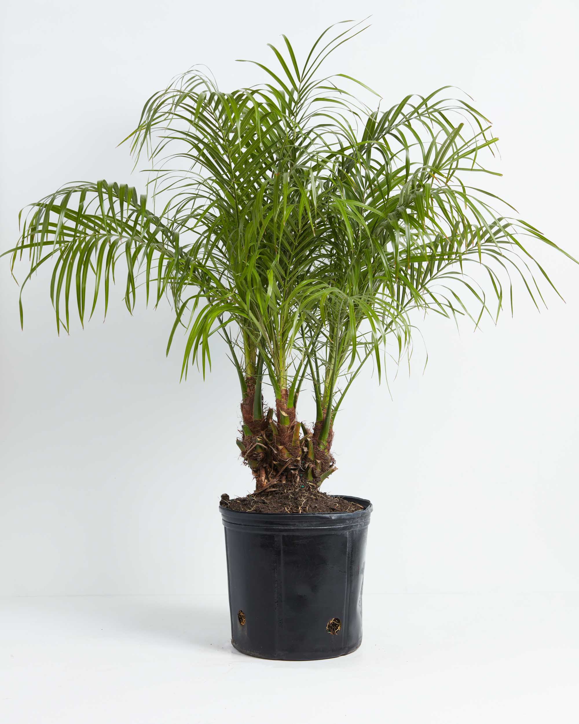 pygmy date palm indoor plant Extra Large Pygmy Date Palm in Earl Grey Eco Pot, Size: XL
