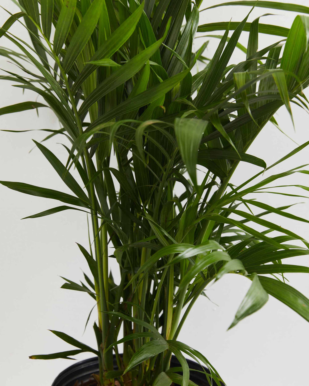 cat palms Cat Palm | Palm Trees for Sale