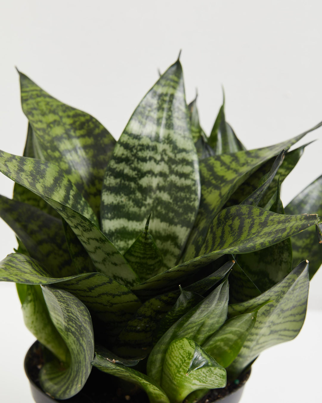 dwarf zeylanica snake plant Zeylanica Superba Snake Plant | Indoors Plants