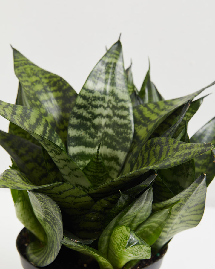 sansevieria zeylanica wikipedia Zeylanica Superba Snake Plant | Indoors Plants