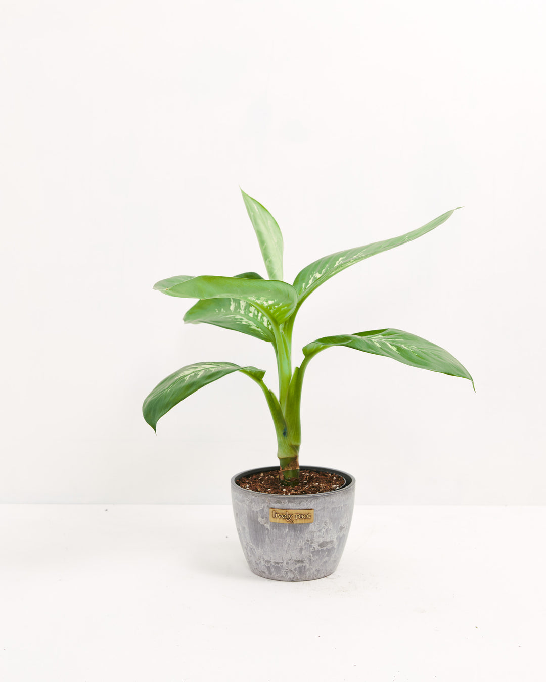 dieffenbachia cura Dieffenbachia Carina | Indoor Plants