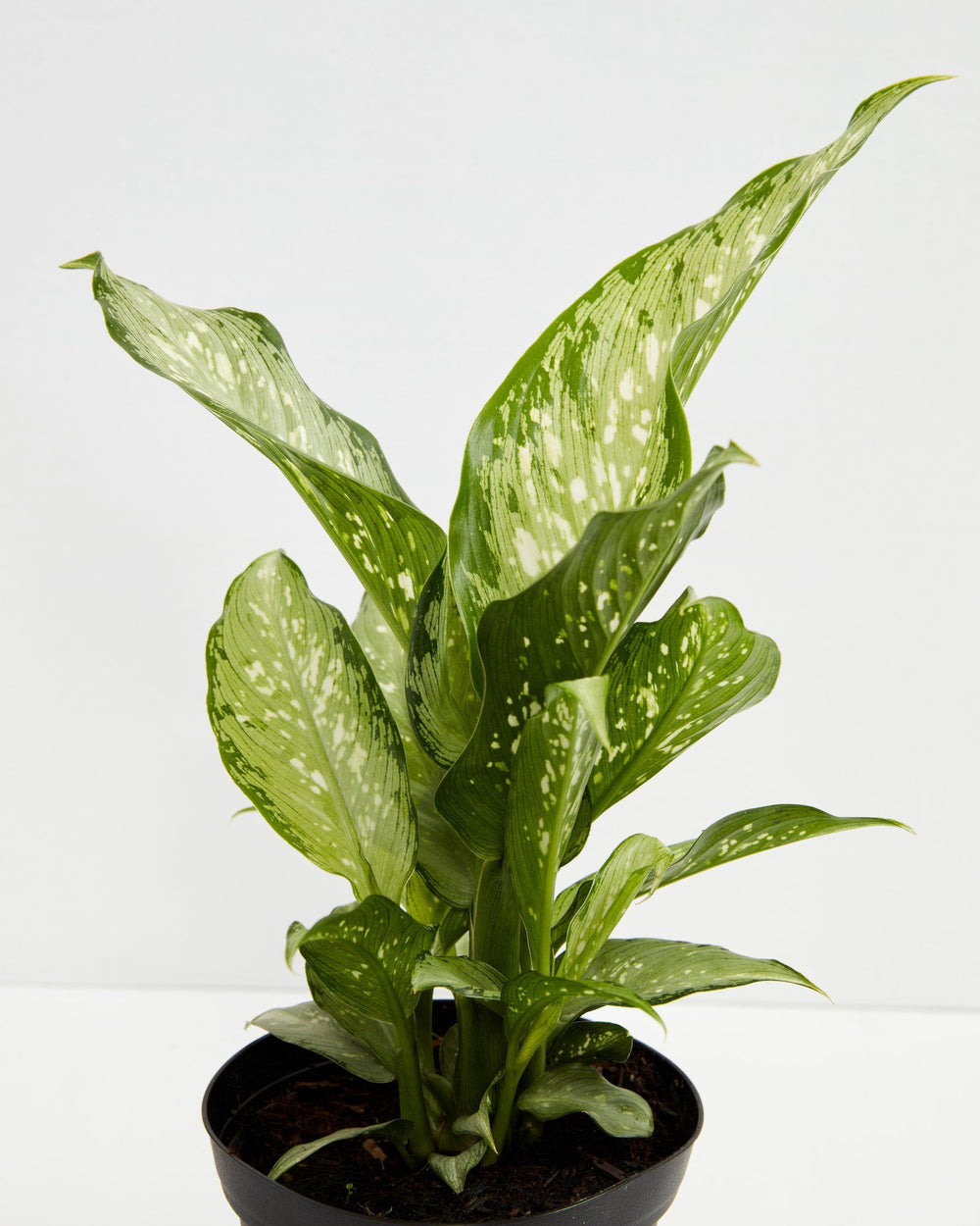 Dieffenbachia Tiki, Lively Root, Plant, , , , 