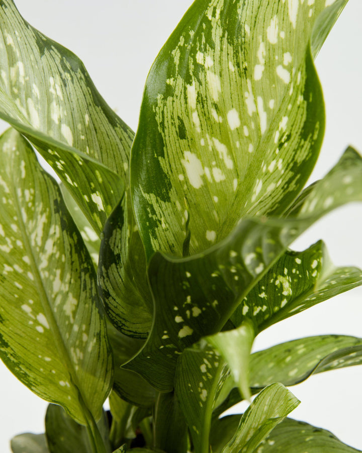 dieffenbachia humilis Dieffenbachia Maculata Tiki | Dumb Cane Plants