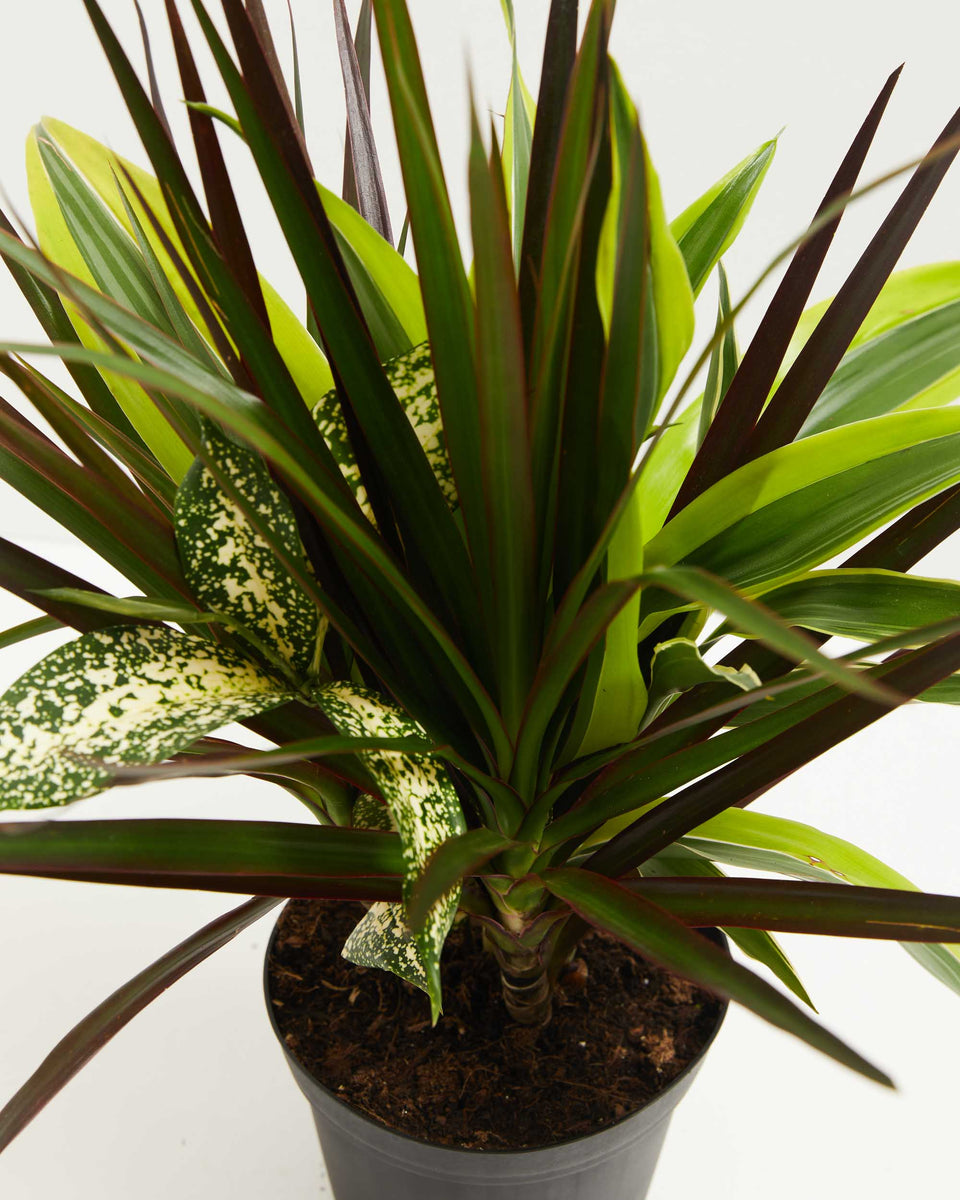 Black Leaf Dragon Tree Collection (Dracaena) Featured Image