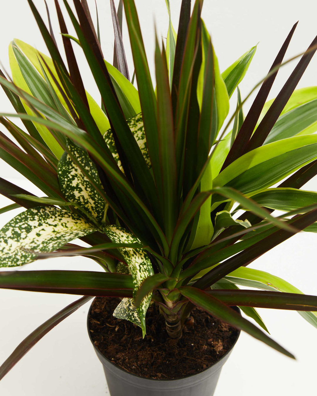 black dracaena Dracaenas Collection | Dragon Plants Black Leaf