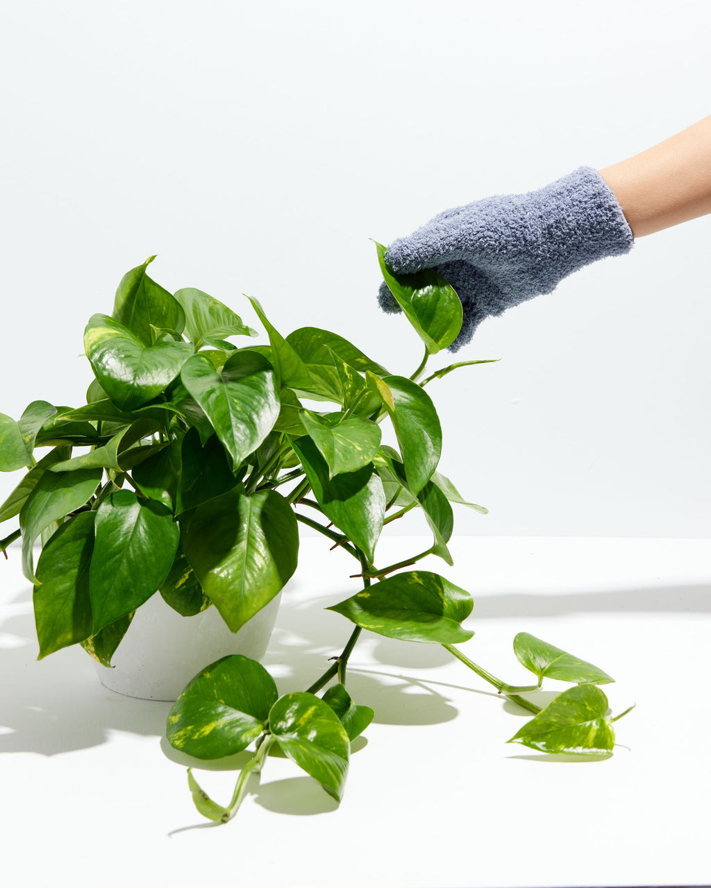 Bloomscape on Instagram: Say goodbye to dusty leaves with our microfiber  dusting gloves 🧤 Our gloves are essential for your plants health. They  help remove dirt, dust, allergens, and pet hair to